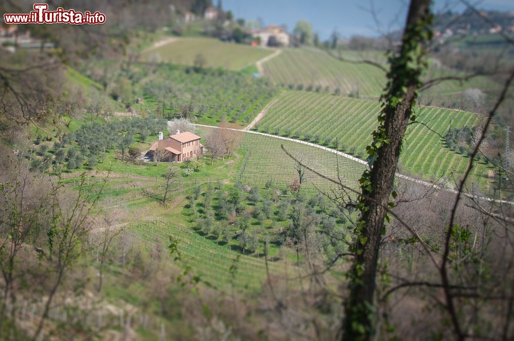 Immagine I vigneti del Prosecco a Refrontolo in Veneto, provincia di Treviso