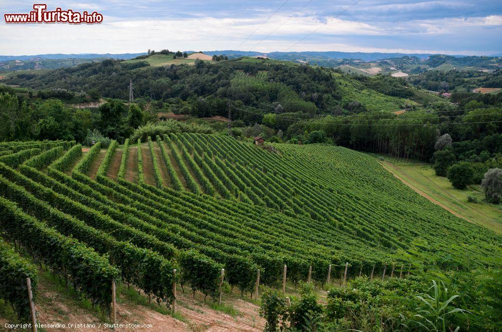 Immagine I vigneti del Roero nelle campagne di Montà d'Alba in Piemonte - © Alessandro Cristiano / Shutterstock.com