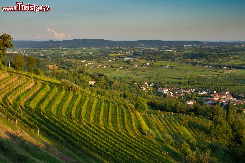 Immagine I vigneti della regione del COllio nei pressi di Cormons in, Friuli Venezia Giulia