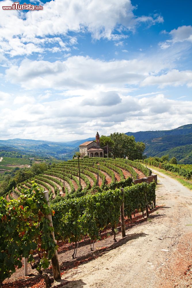 Immagine I vigneti delle Langhe a Cossano Belbo in Piemonte