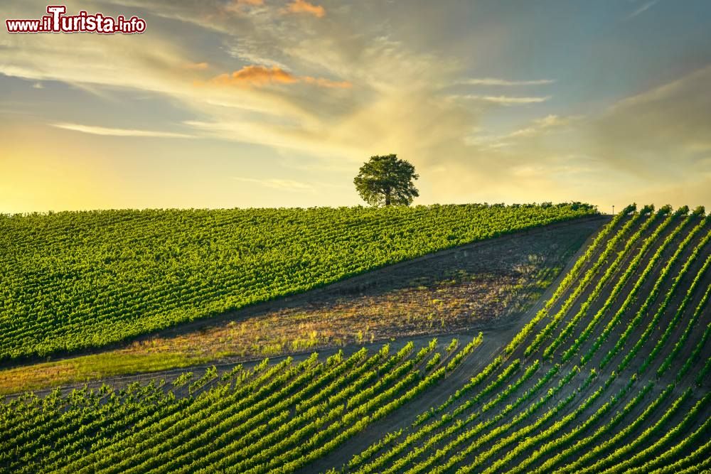 Immagine I vigneti di Castellina Chianti fotografati al tramonto, siamo in Toscana