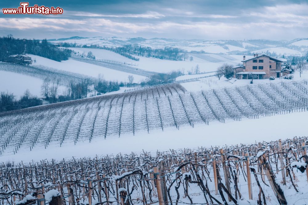 Immagine I vigneti di Castelvetro di Modena dopo una bella nevicata invernale, Emilia Romagna