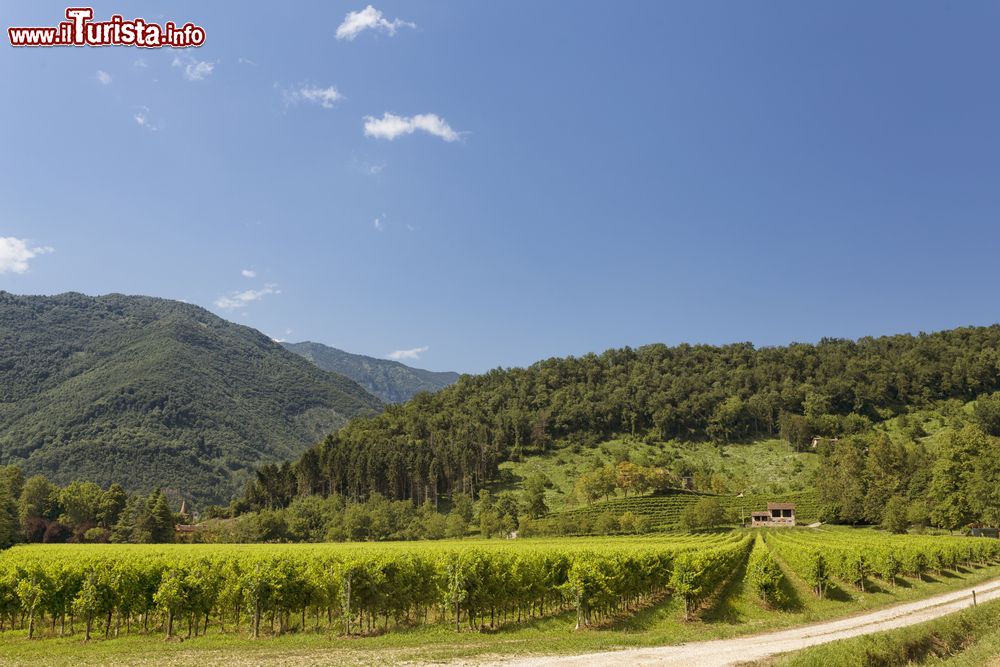 Immagine I vigneti di Follina dove viene prodotto il celebre vino Prosecco della Marca Trevigiana in Veneto