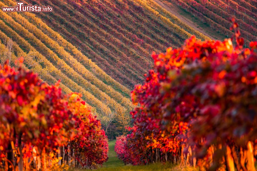 Immagine I vigneti di Lambrusco Grasparossa in autunno rendono magico il paesaggio di Castelvetro di Modena, Emilia Romagna