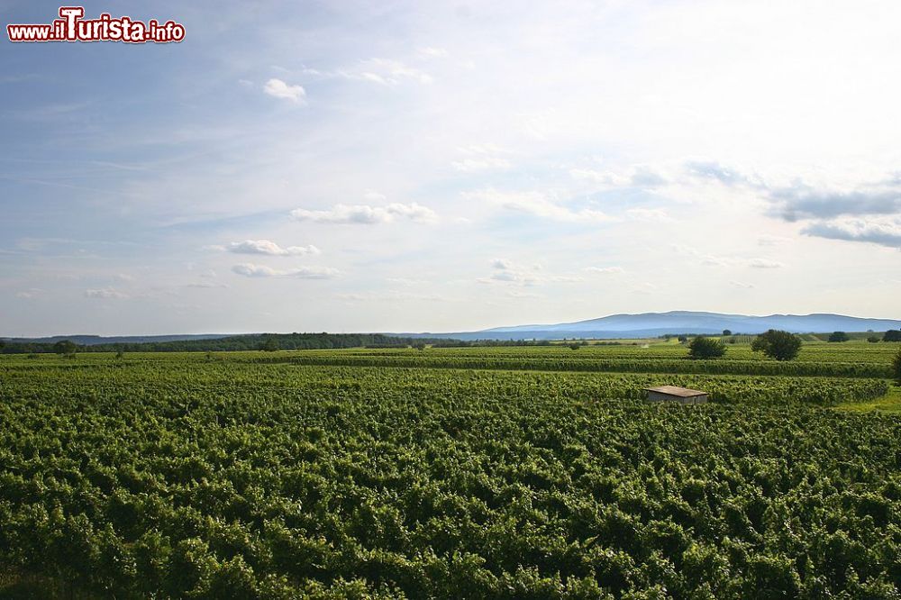 Immagine I vigneti di Lutzmannsburg sulla "Sonnberg"