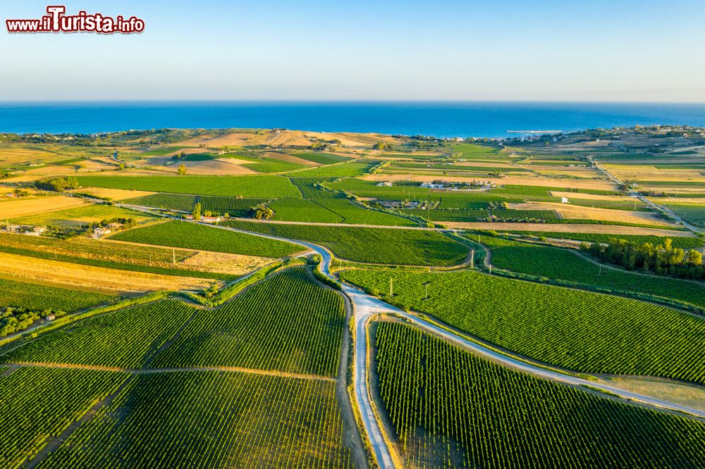 Immagine I vigneti di Menfi non sono lontani dal mare del Canale di Sicilia, Agrigento