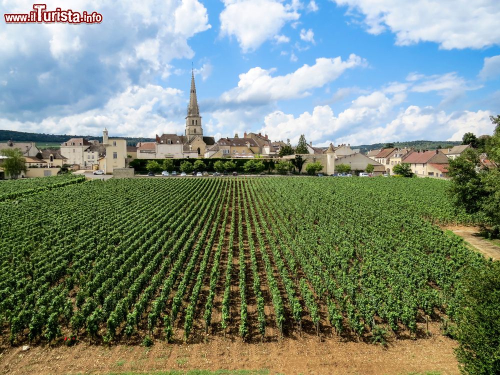 Immagine I vigneti di Meursault, siamo nel dipartimento Cote d'Or in Borgogna, in Francia