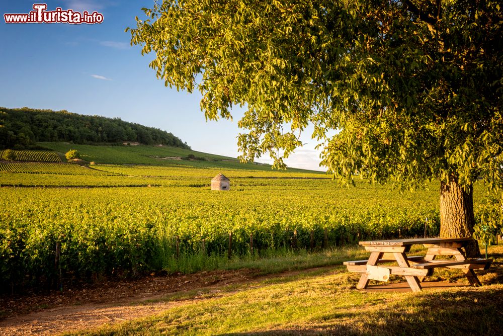 Immagine I vigneti di Savigny les Beaune in Francia, siamo nella regione della Borgogna