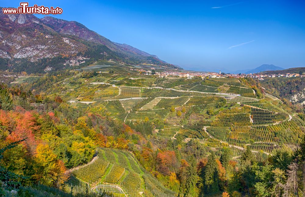 Immagine I vigneti di Tuenno in autunno: siamo in Val di Non, in Trentino Alto Adige, provincia di Trento.