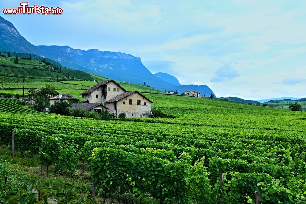 Immagine I vigneti intorno a Caldaro, Trentino Alto Adige. Assieme ad altri 15 Comuni, Caldaro fa parte della Strada del Vino che si snoda nella parte più meridionale dell'Alto Adige ed è caratterizzata da immense coltivazioni a vitigno che bordano questo suggestivo tracciato panoramico. 