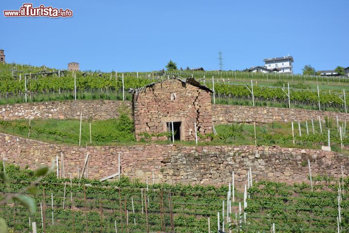 Immagine I vigneti nei dintorni di GIovo, lungo il percorso panoramico della bassa Val di Cembra