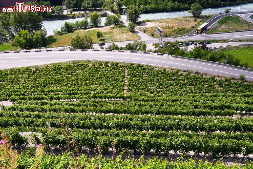 Immagine I vigneti lungo la valle della Dora Baltea a Sarre, provincia di Aosta, fotografati in estate