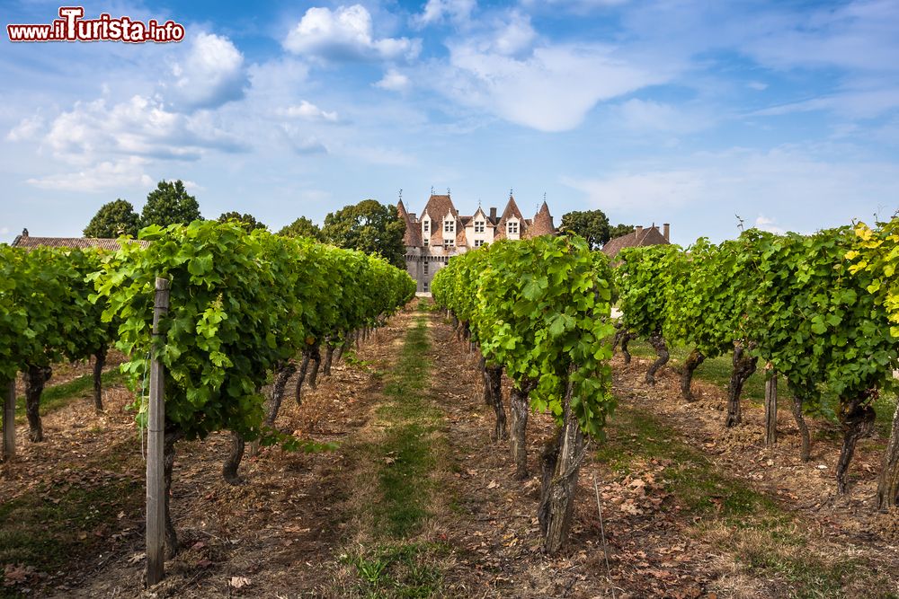 Immagine I vigneti nei pressi del castello di Monbazillac vicino a Bergerac, Dordogna (Francia).