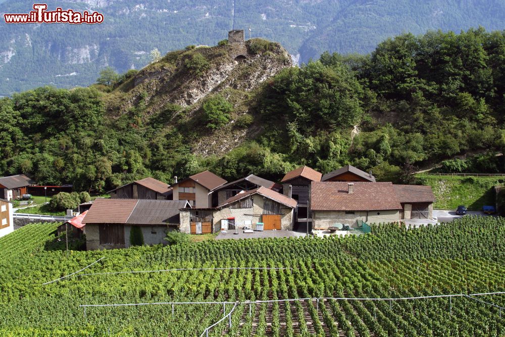 Immagine I vigneti nel Vallese nei pressi del villaggio di Saillon, in Svizzera