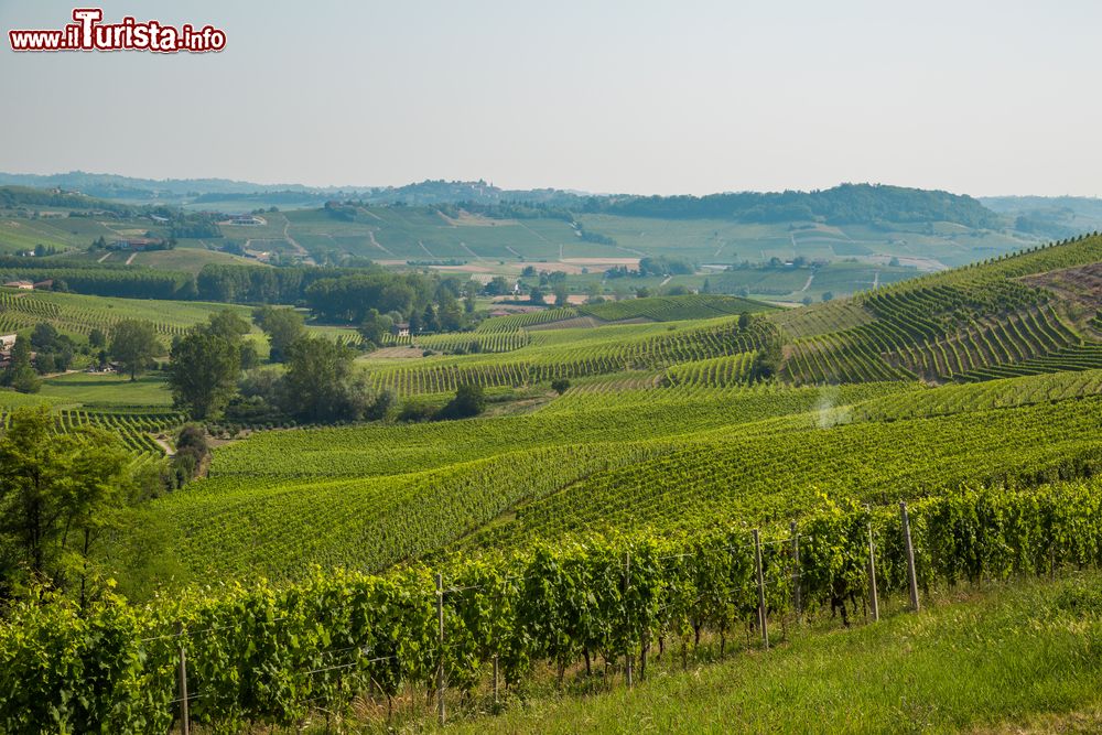 Immagine I vigneti sulle colline intorno a Casale Monferrato in Piemonte