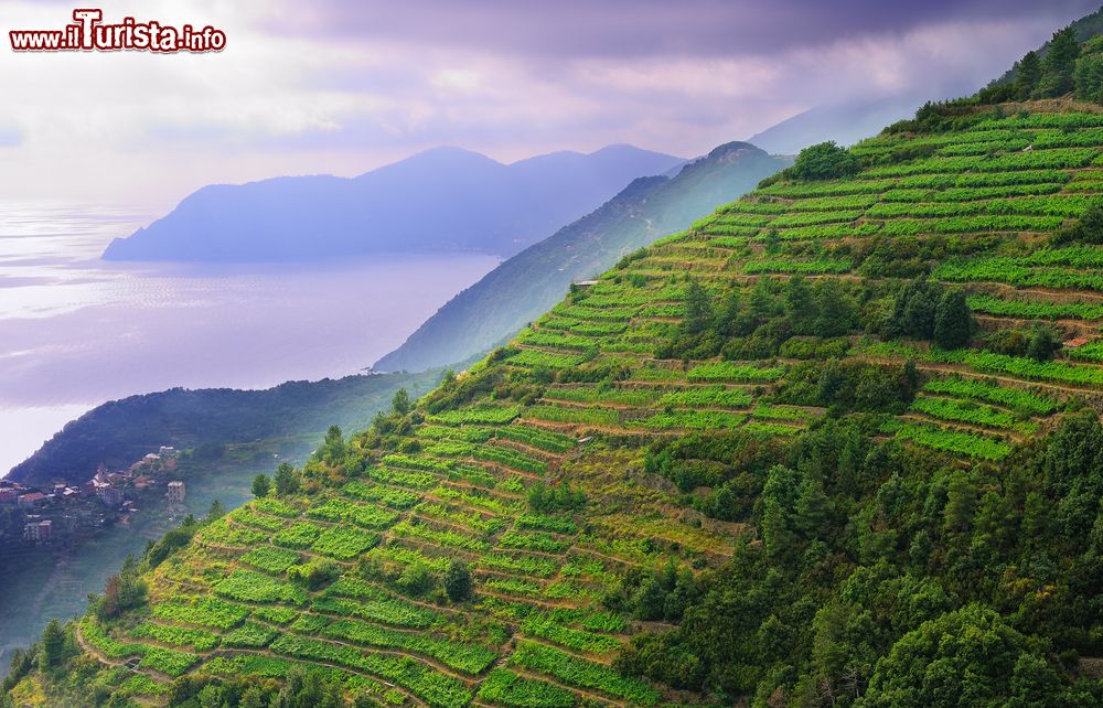 Immagine I vigneti sulle terrazze del Parco Nazionale delle Cinque Terre in Liguria, Riviera di Levante.