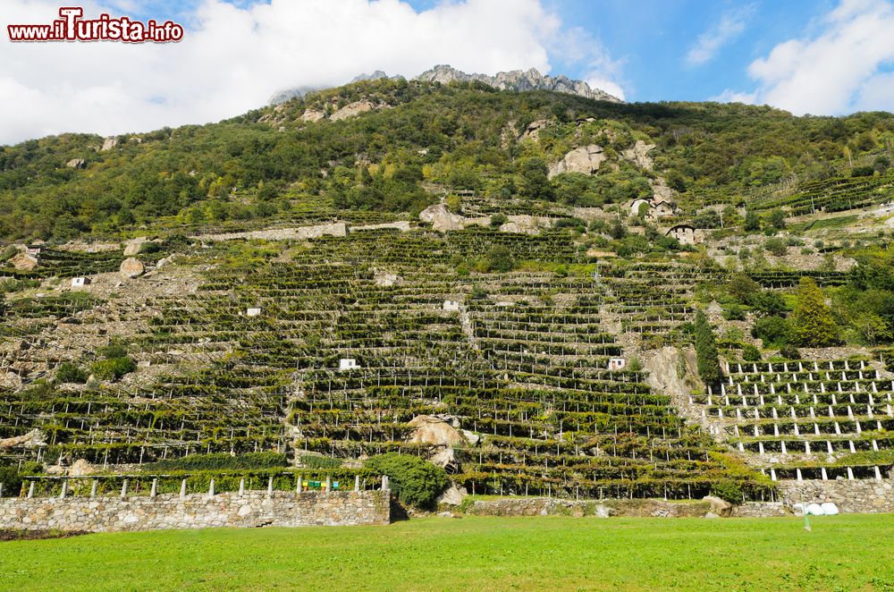 Immagine Vigneti tipici della Valle d'Aosta nei dintorni del borgo di Arnad