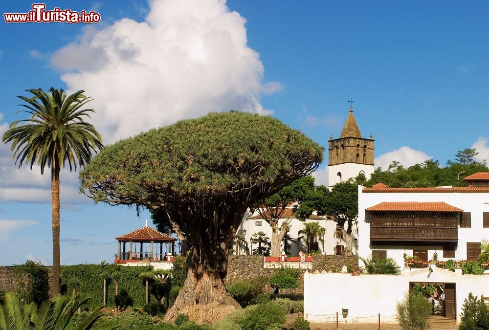 Immagine Icod de los Vinos e il famoso Drago milenario di Tenerife, il simbolo della città delle Canarie.