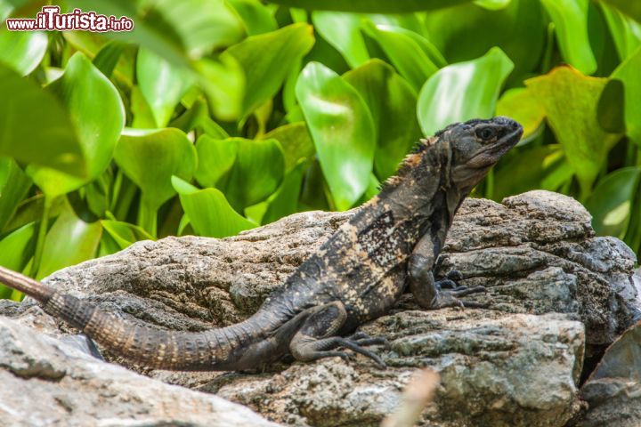 Immagine Iguana a Roatan, Honduras - Fra gli animali che popolano questo angolo di paradiso del Centro America ci sono anche le iguane, grosse lucertole dalla caratteristica cresta sul dorso: ad averla più rimarcata, in età adulta, sono gli esemplari maschi che hanno anche testa a forma triangolare (quella delle femmine è invece più arrotondata) © Gerardo Borbolla / Shutterstock.com