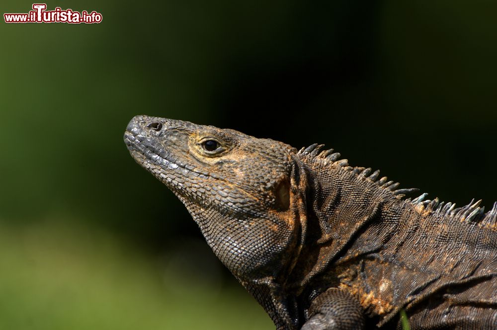 Immagine Un'iguana nera dalla coda spinosa (Ctenosaura similis) al Parco Nazionale di Coiba, Panama. Il suo habitat migliore si trova nelle foreste del Centro America.
