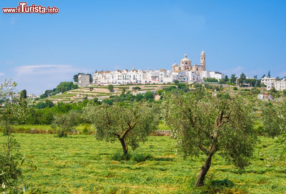 Immagine Il borgo bianco di Locorotondo (Puglia) e la campagna della murgia trapuntata di ulivi