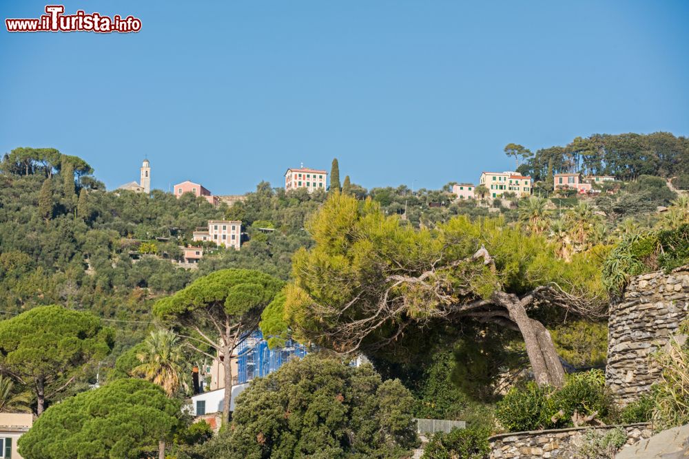 Immagine Il borgo di Zoagli, Genova, immerso nella natura. Questo grazioso paesino della provincia genovese è celebre anche per le passeggiate nel mezzo della natura incontaminata.