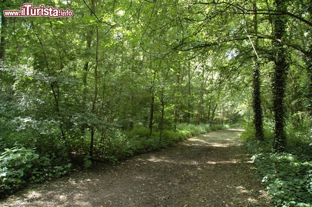 Immagine Il bosco della Panfilia, nella golena del fiume Po a Sant'Agostino di Ferrara. Qui si raccolgono i tartufi bianchi, protagonisti delle sagre di settembre e novembre - © www.cittadeltartufo.com