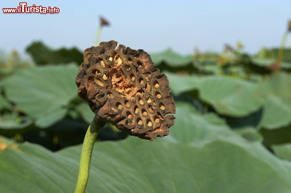 Immagine Il calice di un fiore di loto nelle valli del fiume Mincio a Curtatone