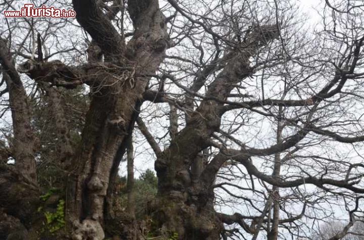 Immagine Il Castagno dei cento cavalli, l'albero con 2.000 anni di storia a Sant'Alfio in Sicilia