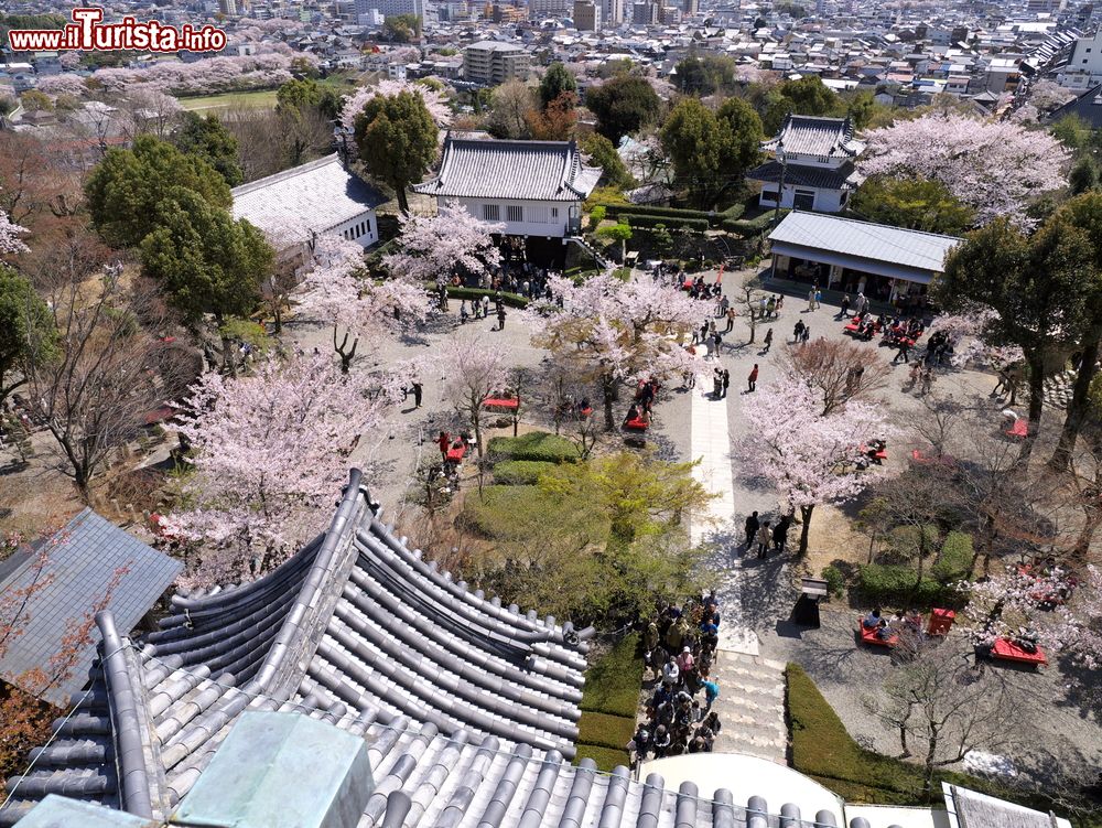 Immagine Il castello di Inuyama con i ciliegi in fiore, Giappone. Una splendida veduta dall'alto del castello cittadino, dichiarato patrimonio nazionale, con il giardino fiorito.