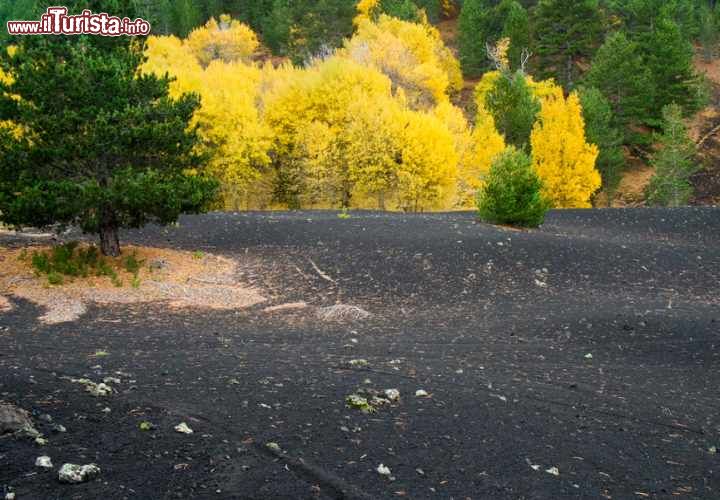 Immagine Il contrasto della lava del vulcano Etna con gli alberi in autunno, versante di Bronte