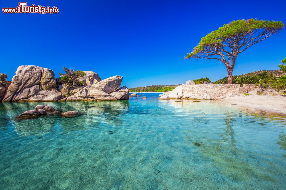 Immagine Il famoso pino sulla spiaggia della Palombaggia, Corsica. L'albero troneggia su una stretta sporgenza sul mare creando un panorama paradisiaco.
