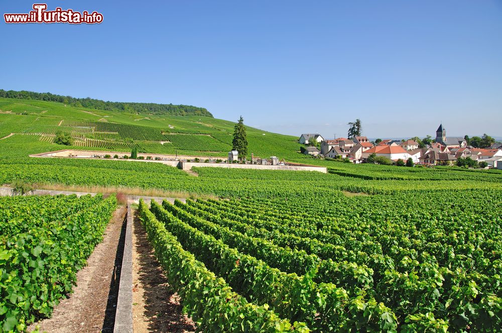 Immagine Il famoso villaggio del vino di Oger nella Champagne-Ardenne nei pressi di Epernay, Francia. In questa immagine, distese di filari di vite.