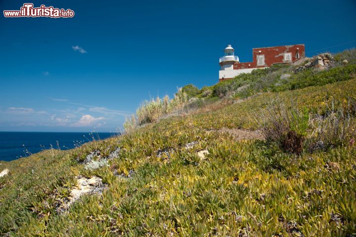 Immagine Il Faro Fenaio  si trova a nord di Giglio Campese - © Riccardo Meloni / Shutterstock.com