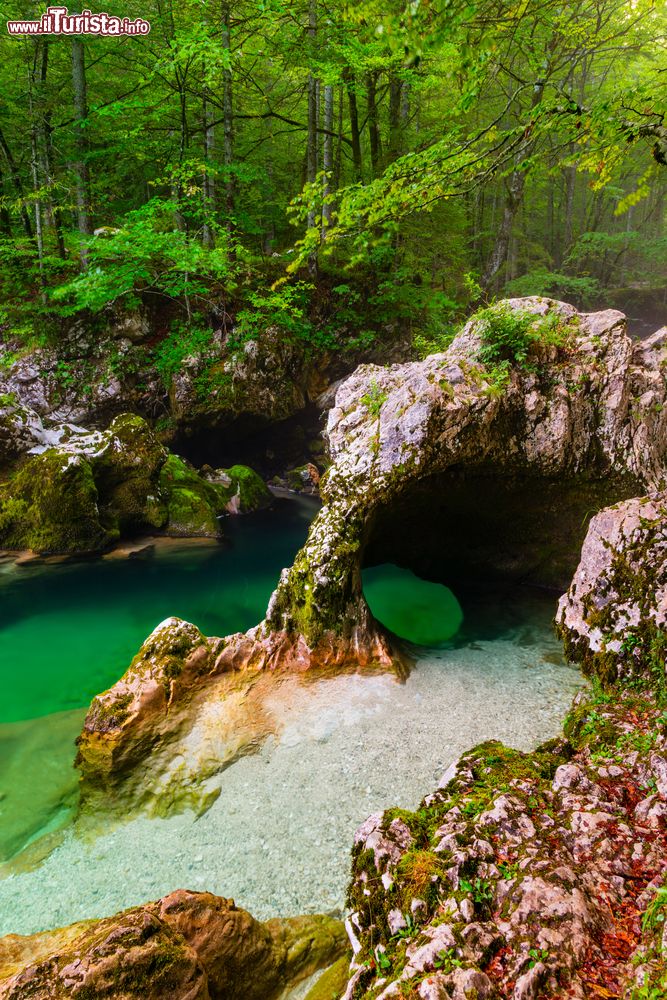 Immagine Il fiume Mostnica (Mostnice Korita) e la formazione rocciosa a forma di elefante vicino al lago di Bohinj, Slovenia.