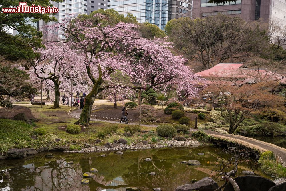 Immagine Il giardino botanico di Koishikawa a Tokyo durante la fioritura dei ciliegi