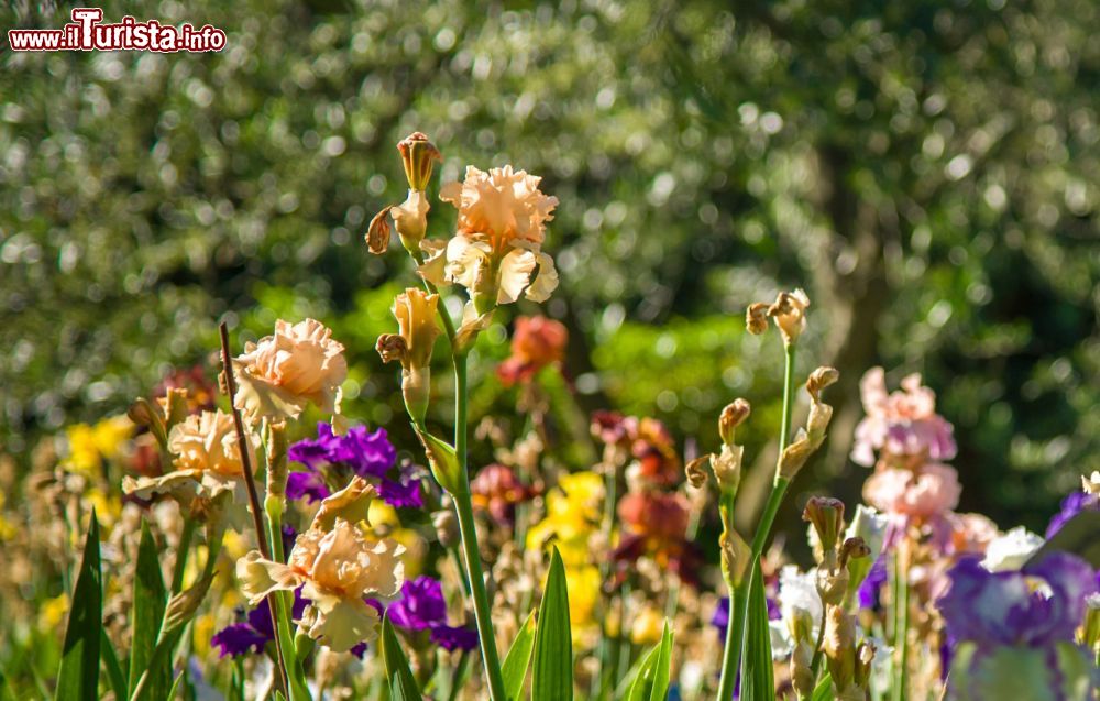 Apertura Giardino dell'Iris Firenze
