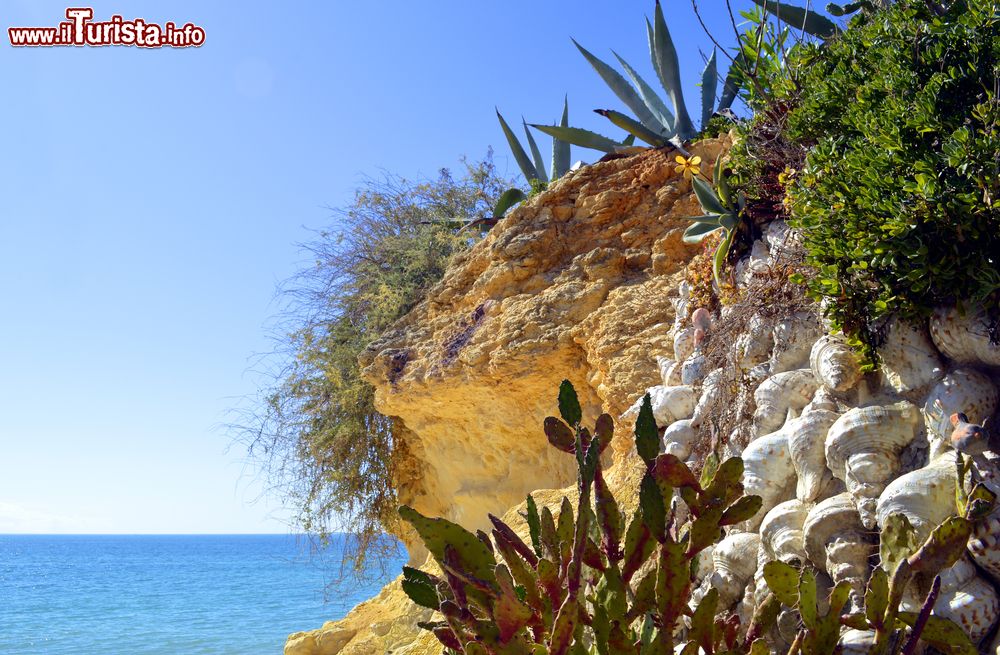 Immagine Il giardino di cactus sulla spiaggia di Armacao de Pera, Portogallo. 