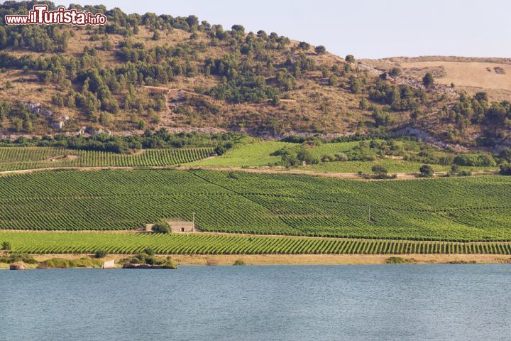 Immagine Il lago Arancio, con le sponde ricche di vigneti, nei pressi di Sambuca di Sicilia