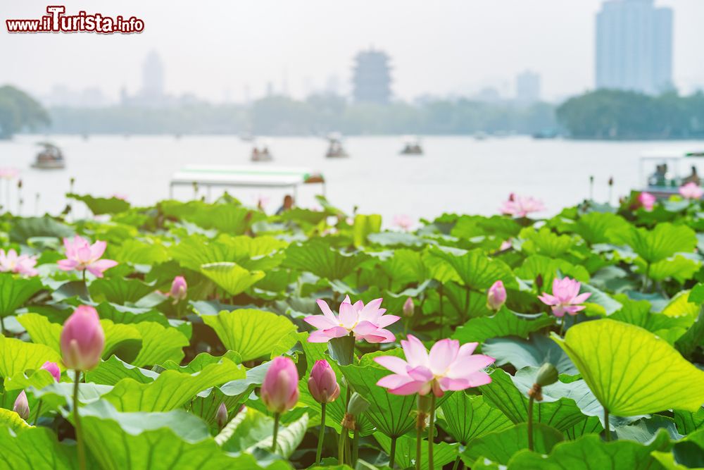 Immagine Il lago Daming a Jinan con fiori di loto, Cina. Situato a nord del centro storico della città, questo bacino d'acqua, il cui nome significa letteralmente "lago dal grande splendore", è fra i monumenti naturali e culturali della Cina.