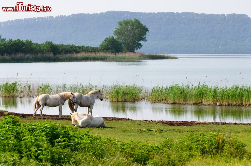 Immagine Il Lago di Vico una classica escursione da Ronciglione, nel Lazio