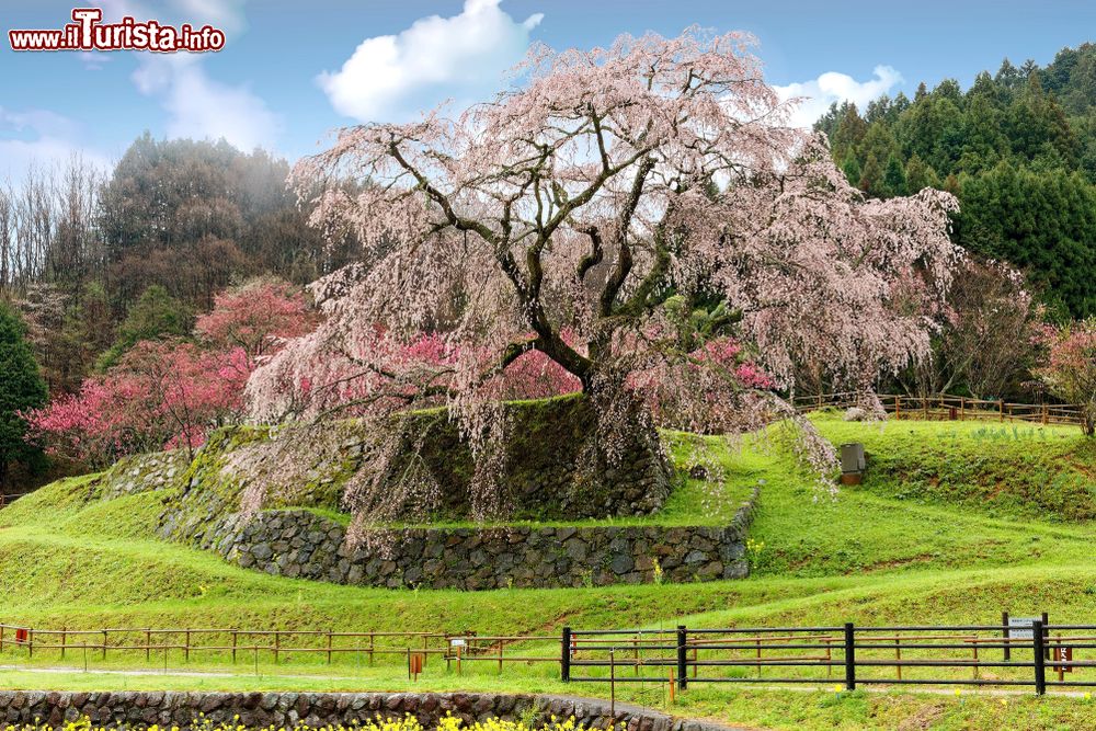 Immagine Il Matabei-zakura in primavera nella città di Uda, prefettura di Nara, Giappone: questo grandissimo ciliegio piangente ha più di 300 anni e raggiunge i 13 metri di altezza. Il nome Matabei deriva da quello del samurai Matabei Goto che partecipò all'assedio del castello di Osaka. Si dice che proprio lui abbia seminato qui il ciliegio.