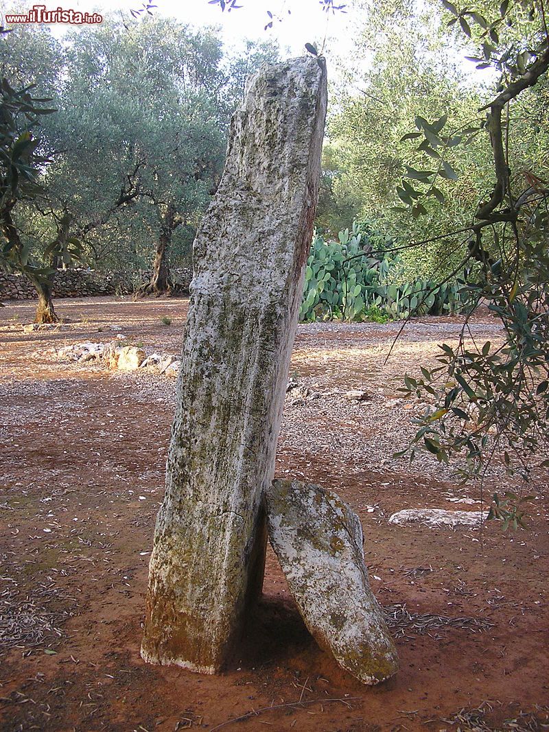 Immagine Il Menhir Coppola tra gli ulivi di Galatone in Puglia  - © Wikipedia