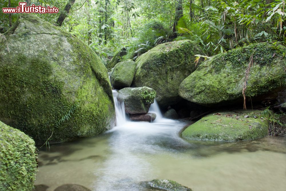 Immagine Il Mossman River scorre nella foresta di Daintree nei pressi di Cairns, Australia.