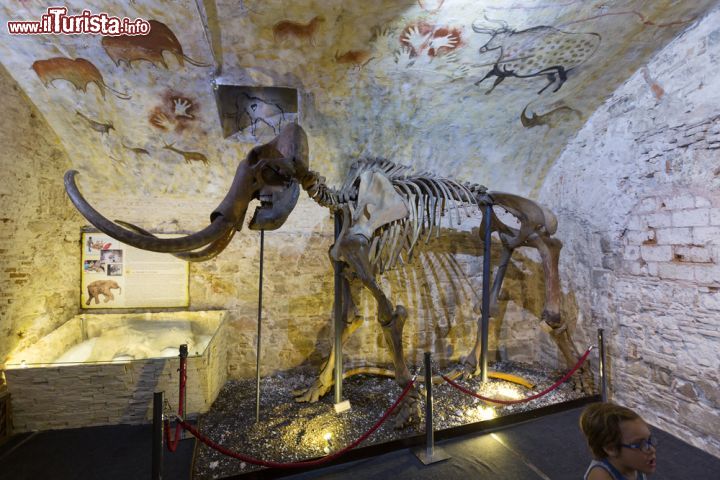 Immagine Il museo dei Mammut a Barcellona, Spagna. Lo scheletro di uno dei mammut ospitati nel museo a loro dedicato, nel cuore del barrio gotico. Oltre a esemplari del periodo di glaciazione, si può anche ammirare copia delle pitture rupestri di Altamira - © 220036237 / Shutterstock.com