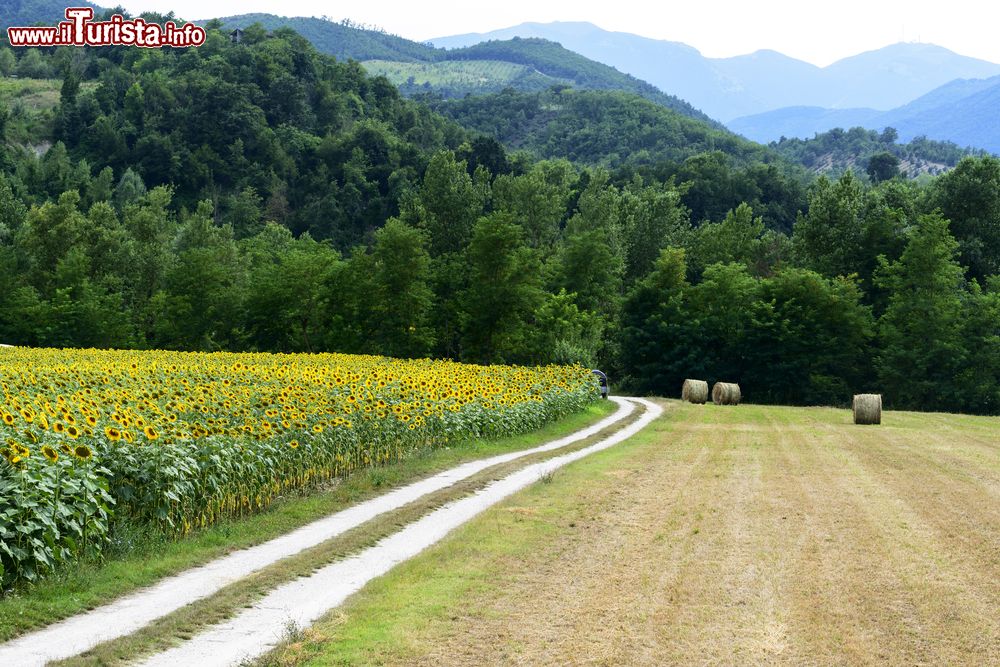 Immagine Il paesaggio bucolico in estate delle colline intorno a Cagli, Marche