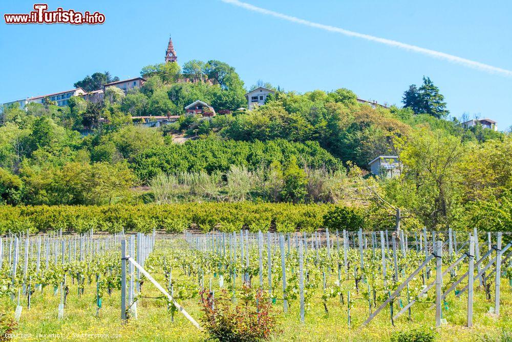 Immagine Il paesaggio collinare intoerno a Magliano Alfieri, tra i paesaggio di Roero e Langhe in Piemonte - © lauradibi / Shutterstock.com