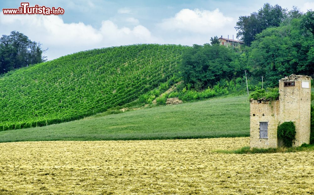 Immagine Il paesaggio collinare tra Zaffignana e Carpaneto Piacentino in Emilia-Romagna