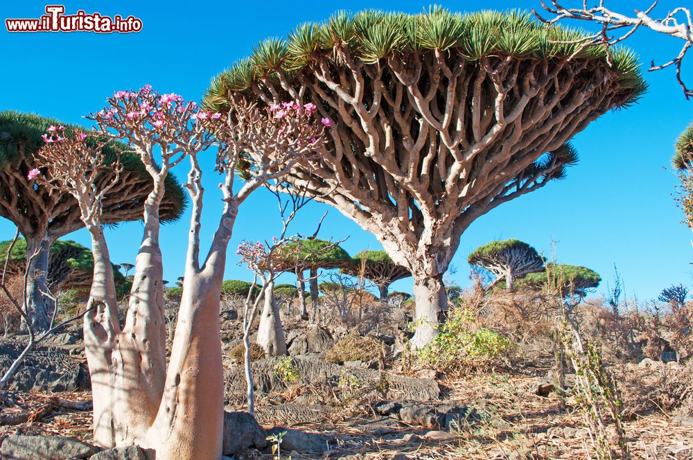 Immagine Il paesaggio particolare di Socotra, la grande isola dello Yemen
