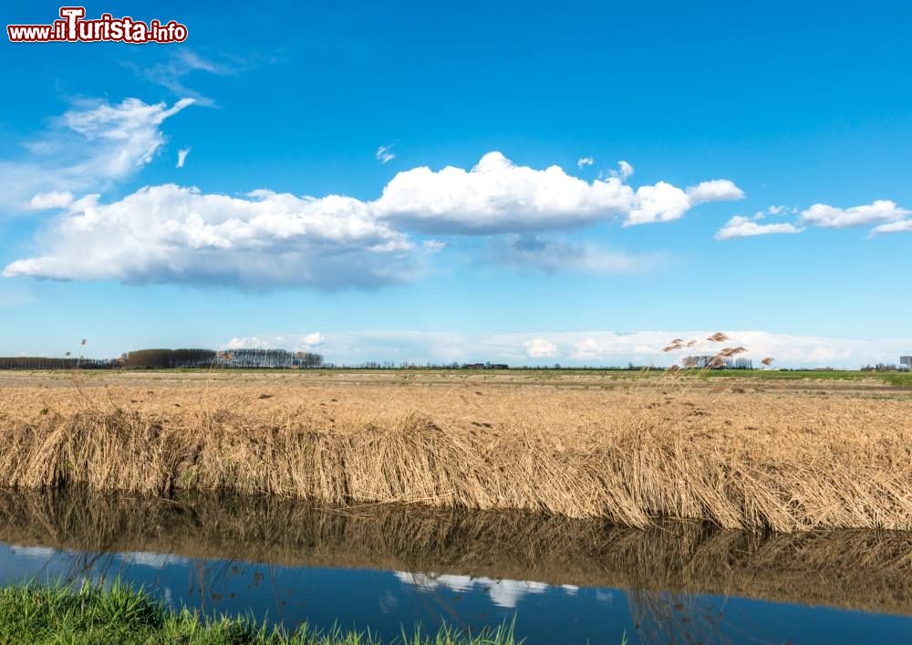 Immagine Il paesaggio rurale intorno a Breme, Lombardia. Siamo alla conflenza del Sesia con il Po, nella regione storica della Lomellina